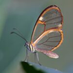 Photo Butterfly wings